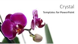  Presentation with purple orchids - PPT theme having purple-flowers-phalaenopsis background and a  colored foreground