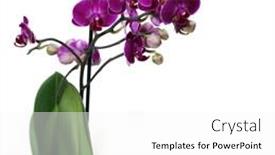  Presentation with purple orchids - Presentation theme enhanced with purple-flowers-phalaenopsis background and a white colored foreground