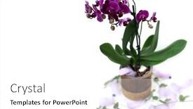  Presentation with purple orchids - PPT theme with purple-flowers-phalaenopsis background and a white colored foreground