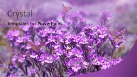  Presentation with nature purple - PPT theme having purple-flowers-with-butterflies-spring background and a light blue colored foreground