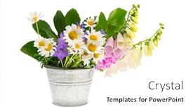  Presentation with wild flower - Theme having purple foxglove flower and white daisies and other wild flowers in bucket background and a white colored foreground
