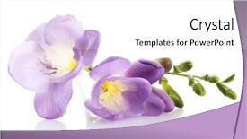  Presentation with purple - Beautiful slide set featuring purple freesia flower isolated backdrop and a white colored foreground