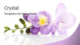  Presentation with rustic purple flower - Presentation design consisting of purple freesia flower isolated background and a white colored foreground