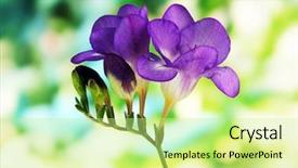  Presentation with purple green - Slide set featuring finnish food pyttipannu fried potatoes background and a violet colored foreground