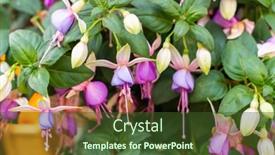  Presentation with purple green - Beautiful PPT theme featuring purple-fuchsia-bell-flower-hanging backdrop and a tawny brown colored foreground
