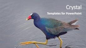  Presentation with wetlands - Presentation theme featuring purple gallinule in florida wetlands background and a gray colored foreground