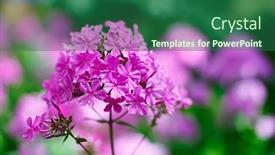  Presentation with purple flowers - Beautiful presentation featuring purple-garden-phlox-flowers-bunch backdrop and a ocean colored foreground