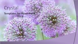 Presentation with purple flowers - Beautiful theme featuring purple-garlic-flowers backdrop and a light blue colored foreground