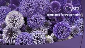  Presentation with heads - Audience pleasing presentation design consisting of purple globe - background of allium flower heads backdrop and a violet colored foreground