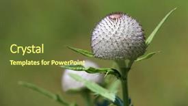  Presentation with thistle - Theme with purple globe - prickly thistle flower soft photo background and a tawny brown colored foreground