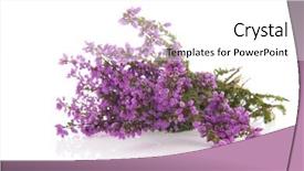  Presentation with purple flowers - Colorful slide set enhanced with purple heath flowers isolatedover white backdrop and a  colored foreground
