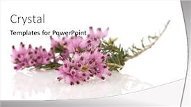  Presentation with purple flowers and oils - Presentation design with purple heather flowers with reflections on white background background and a white colored foreground