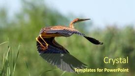  Presentation with green lagoon - Cool new presentation theme with purple-heron-ardea-purpurea-fishing backdrop and a tawny brown colored foreground