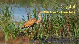  Presentation with green lagoon - Slide deck having purple-heron-ardea-purpurea-fishing background and a tawny brown colored foreground