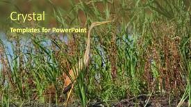  Presentation with green lagoon - Beautiful theme featuring purple-heron-ardea-purpurea-fishing backdrop and a tawny brown colored foreground