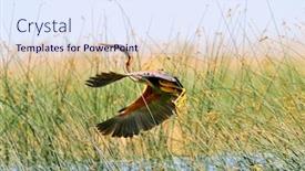  Presentation with purple - Beautiful PPT theme featuring purple heron ardea purpurea backdrop and a sky blue colored foreground