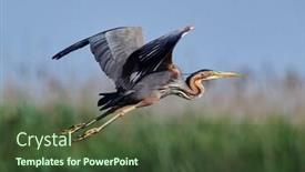  Presentation with purple - Beautiful presentation design featuring purple-heron-in-natural-habitat backdrop and a tawny brown colored foreground