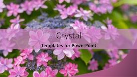  Presentation with hydrangea - Presentation having purple-hydrangea-flower background and a coral colored foreground