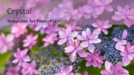 Presentation with hydrangea - Presentation theme consisting of purple-hydrangea-flower background and a coral colored foreground