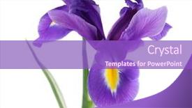  Presentation with iris flower - PPT layouts with purple iris flower isolated background and a violet colored foreground