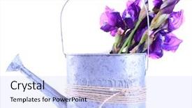  Presentation with iris - Amazing presentation theme having purple iris flowers in watering backdrop and a  colored foreground