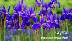  Presentation with purple flowers and oils - PPT theme consisting of purple irises at the edge background and a  colored foreground