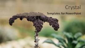  Presentation with growing - Amazing slide set having purple-kale-growing-in-garden backdrop and a coral colored foreground