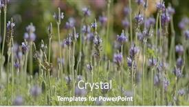  Presentation with lavender - PPT theme with purple-lavender-farm background and a seafoam green colored foreground