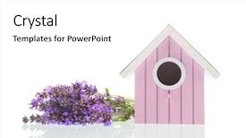  Presentation with pink white - Beautiful slide set featuring purple lavender with pink bird backdrop and a white colored foreground