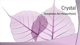  Presentation with isolated fall oak leaf - Amazing slides having purple leaves isolated on white backdrop and a white colored foreground