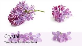  Presentation with lilac flower - Amazing slide set having purple lilac flower on white backdrop and a lavender colored foreground