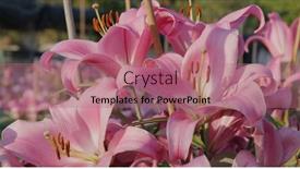  Presentation with lily flower - Audience pleasing PPT layouts consisting of purple-lily-flower-field backdrop and a coral colored foreground