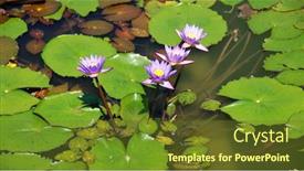  Presentation with lotus water - Slides consisting of purple-lotus-in-the-water background and a tawny brown colored foreground