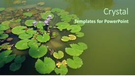  Presentation with garden pond - Audience pleasing presentation theme consisting of purple-lotus-in-the-water backdrop and a tawny brown colored foreground