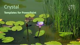  Presentation with lotus water - Presentation featuring purple-lotus-in-the-water background and a tawny brown colored foreground