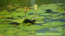  Presentation with lotus water - Presentation consisting of purple-lotus-in-the-water background and a tawny brown colored foreground