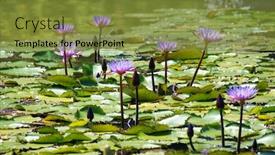  Presentation with lotus water - Cool new presentation design with purple-lotus-in-the-water backdrop and a tawny brown colored foreground