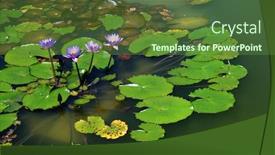  Presentation with lotus water - Slides with purple-lotus-in-the-water background and a tawny brown colored foreground