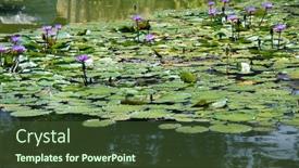  Presentation with lotus water - Colorful theme enhanced with purple-lotus-in-the-water backdrop and a tawny brown colored foreground