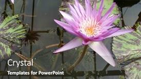  Presentation with dragonfly - Colorful presentation enhanced with purple lotus with dragonfly and reflections of greenhouse backdrop and a dark gray colored foreground