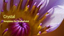  Presentation with lotus blossom - Beautiful slides featuring purple lotus with yellow pollen backdrop and a tawny brown colored foreground
