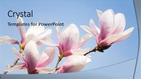  Presentation with magnolia - PPT theme having purple magnolia flowers on clear sky background and a light blue colored foreground