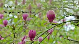  Presentation with purple flowers - Slide deck consisting of purple-magnolia-flowers-on-tree background and a seafoam green colored foreground