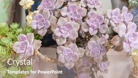 Presentation with succulent - Slide deck with purple-miniature-succulent-plants-succulent background and a  colored foreground