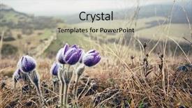  Presentation with purple flowers - PPT layouts consisting of purple mountain flowers in crimea background and a light gray colored foreground