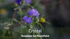  Presentation with bloom - Slide set featuring purple-or-blue-desert-flowers background and a tawny brown colored foreground