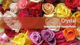  Presentation with war roses tudor rose - Slide set having purple orange - roses in morning market paris background and a crimson colored foreground