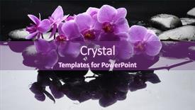  Presentation with reflection - PPT layouts consisting of purple orchid and black stones background and a violet colored foreground