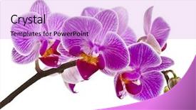  Presentation with purple orchids pink flowers orchid - Colorful slide deck enhanced with purple orchid branch isolated backdrop and a lavender colored foreground