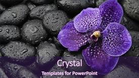  Presentation with water drops - Slide set with purple orchid flower and stones background and a violet colored foreground